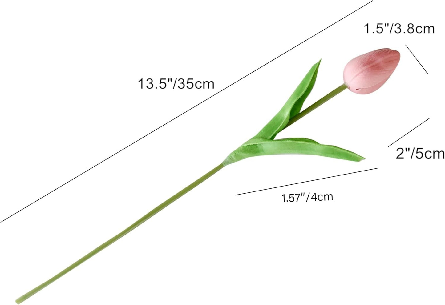 Measurement chart of a pink tulip with labeled dimensions on a white background