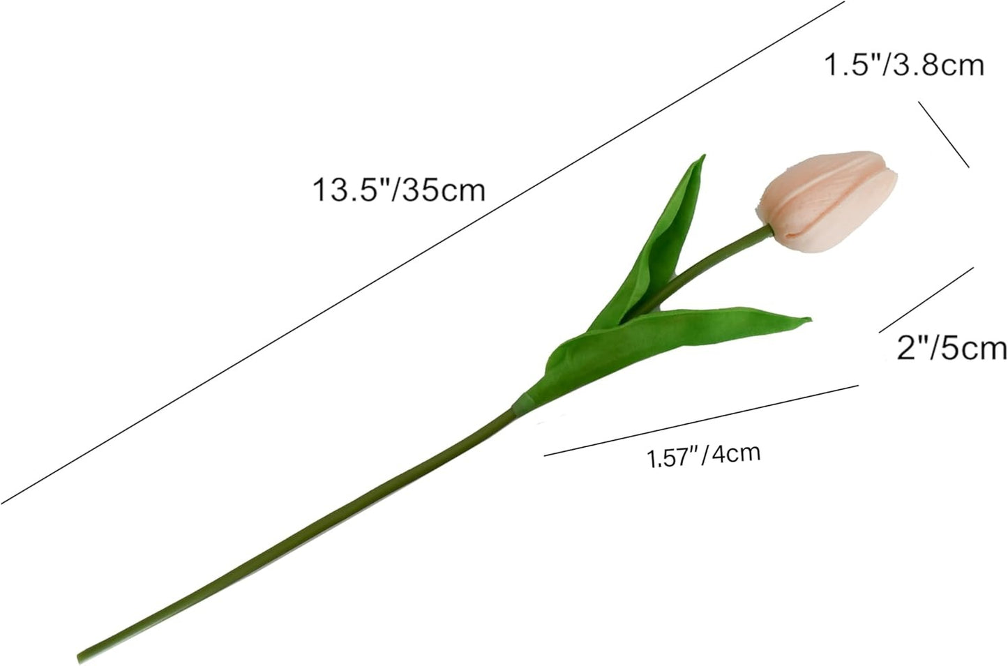 Measurement chart of a single tulip flower with dimensions labeled.