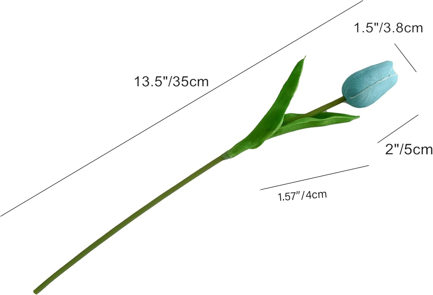 Measurement chart of a single tulip flower with dimensions labeled.