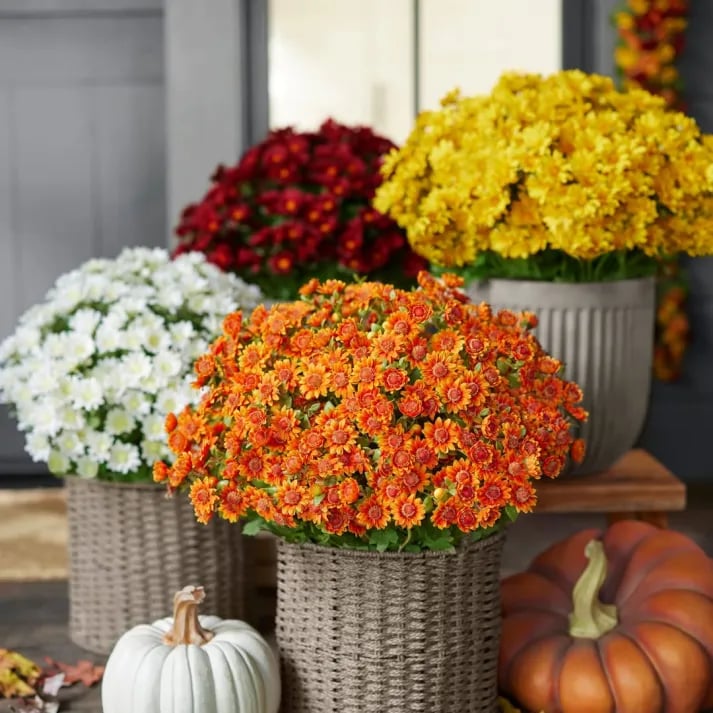 Potted flowers in red, yellow, and orange with pumpkins on a wooden surface.
