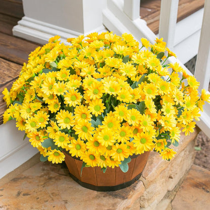 Potted yellow flowers on a stone surface with a white chair in the background