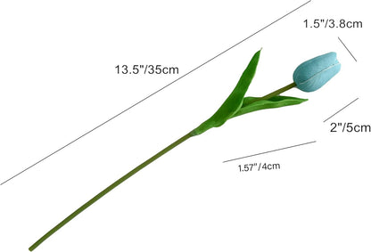 Measurement chart of a single tulip flower with dimensions labeled.